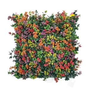 פצ'יסנדרה צבעונית HOLLY098