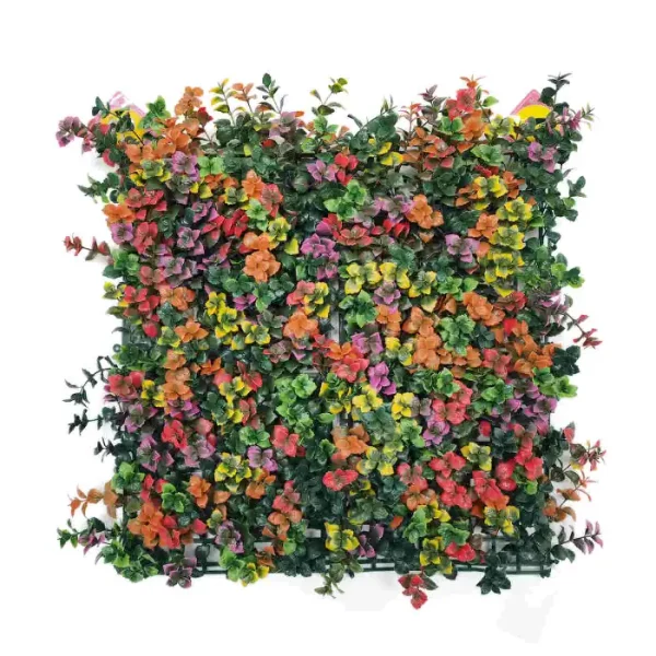 פצ'יסנדרה צבעונית HOLLY098