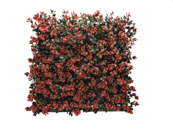 פצ'סנדרה אדומה HOLLY027