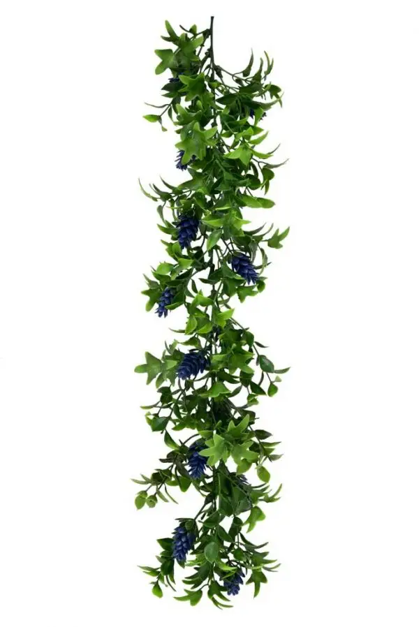 קונוס אורן סגול