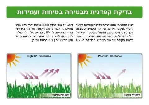 UV דשא סינטטי הולי | הולי אינטרנשיונל