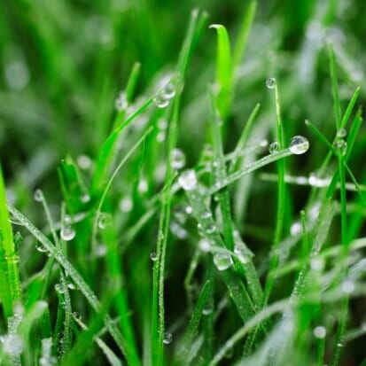 תחזוקת דשא סינטטי | טיפול בדשא סינטטי