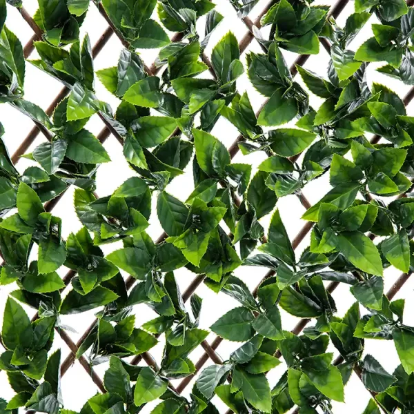 קוטיניה ירוקה | הולי דשא סינטטי